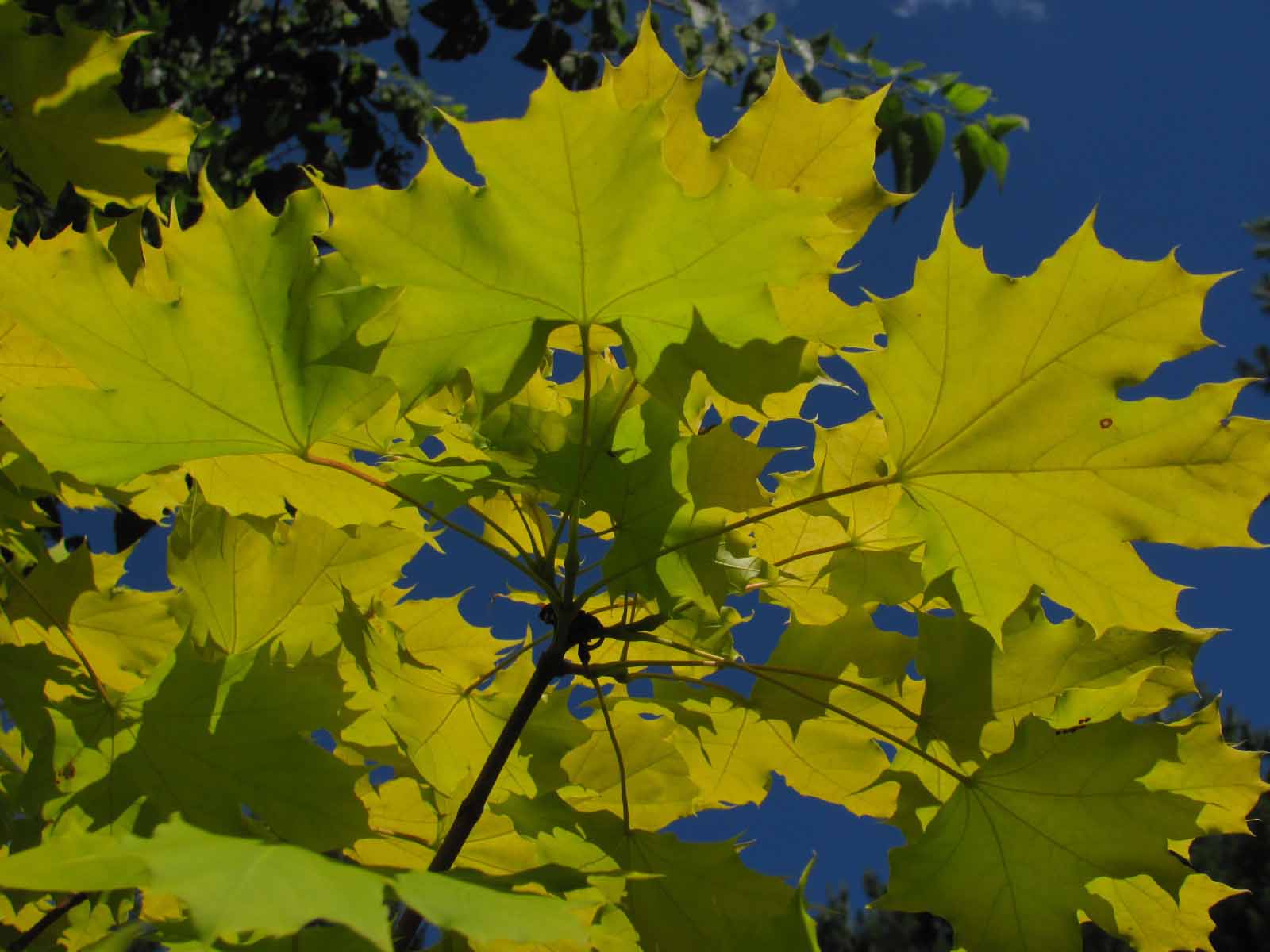 Shade trees wiltrout nursery chippewa falls wi
